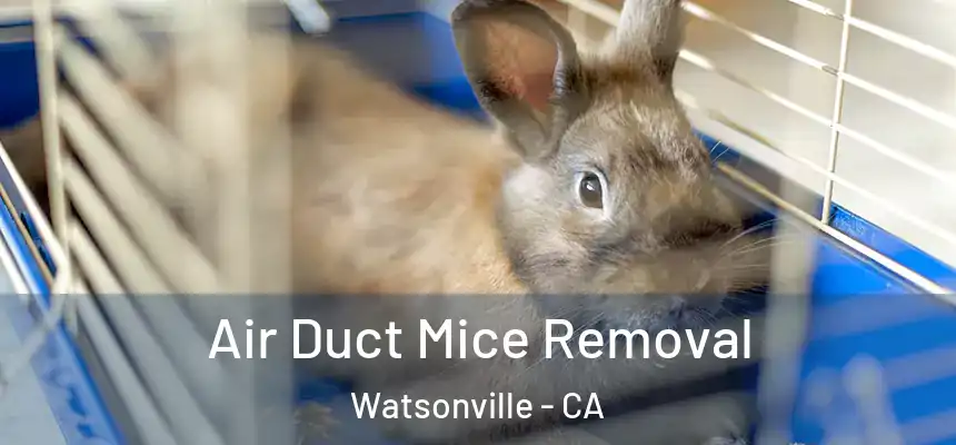  Air Duct Mice Removal Watsonville - CA